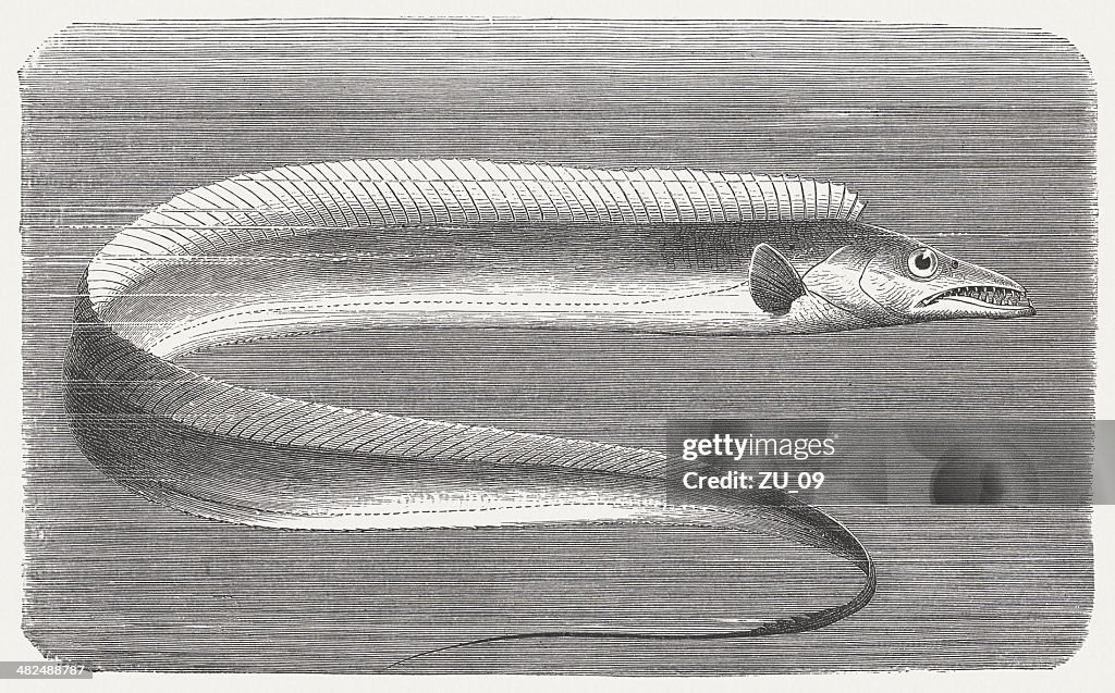 Largehead hairtail (Trichiurus lepturus), wood engraving, published in 1884