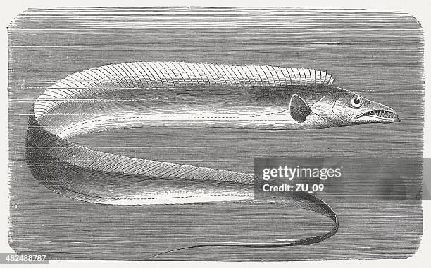 largehead hairtail (trichiurus lepturus), wood engraving, published in 1884 - cutlassfish stock illustrations
