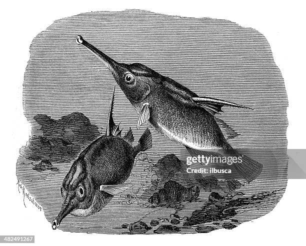 antique illustration of longspine snipefish (macroramphosus scolopax) - snipefish stock illustrations