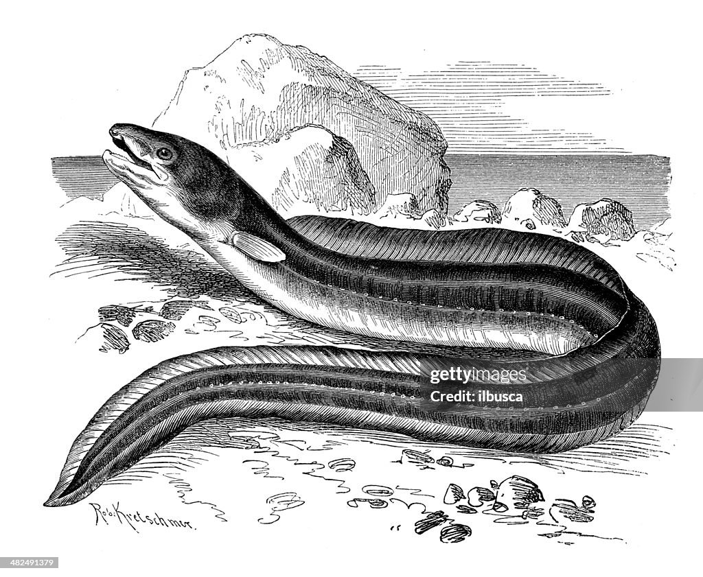 Antique illustration of European conger (Conger conger)
