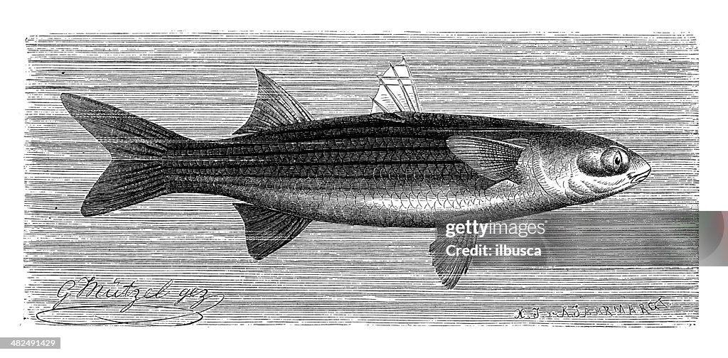 Antique illustration of flathead mullet (Mugil cephalus)