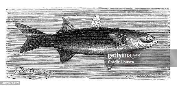 antique illustration of flathead mullet (mugil cephalus) - mullet fish stock illustrations