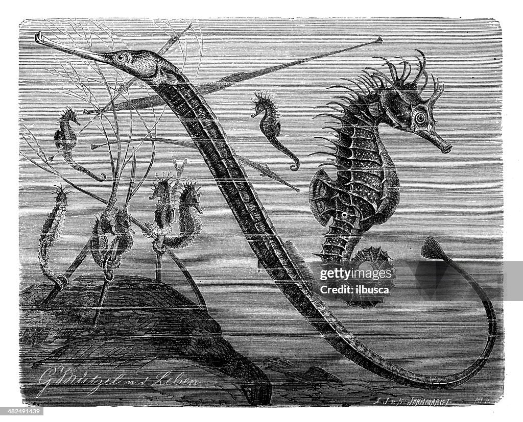 Antique illustration of Greater pipefish and short-snouted seahorse