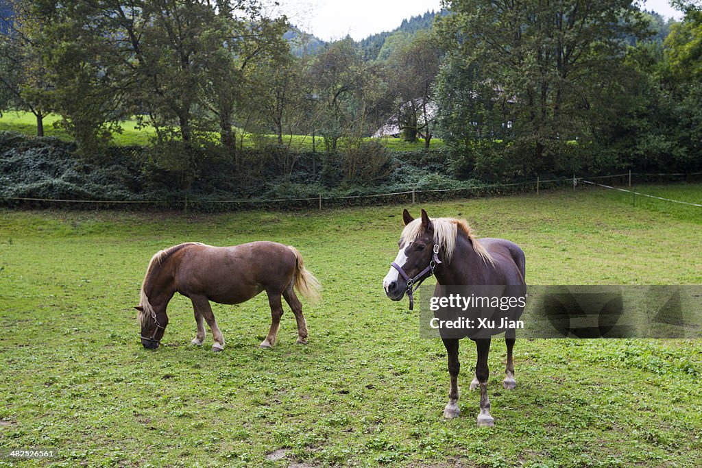 Horse in farm Germany
