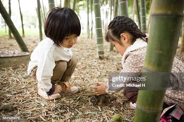 young boy and girl in a bamboo forest - michael virtue stock pictures, royalty-free photos & images