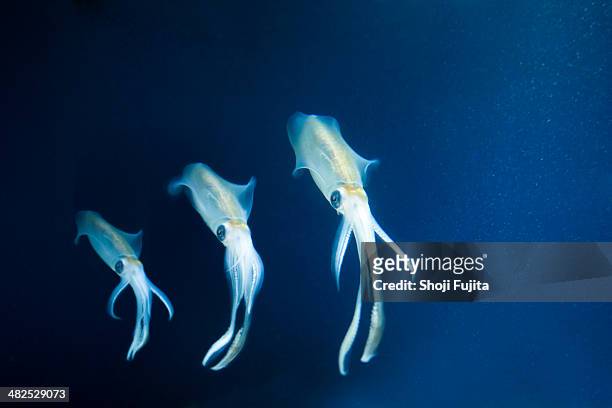 squid like a family - squid stock pictures, royalty-free photos & images