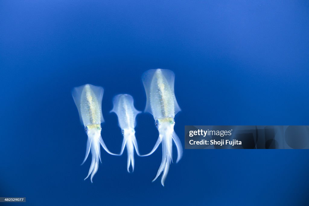 Squid like a family