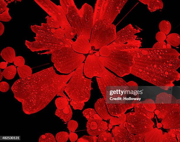 Red Flower High-Res Stock Photo
