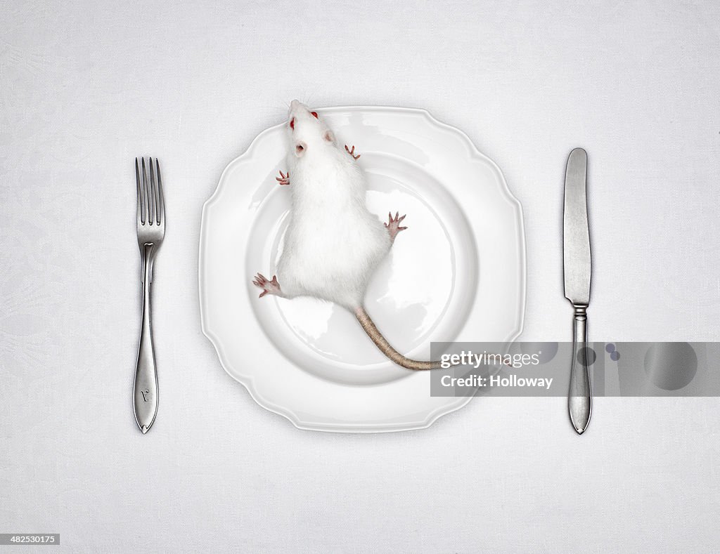 White rat