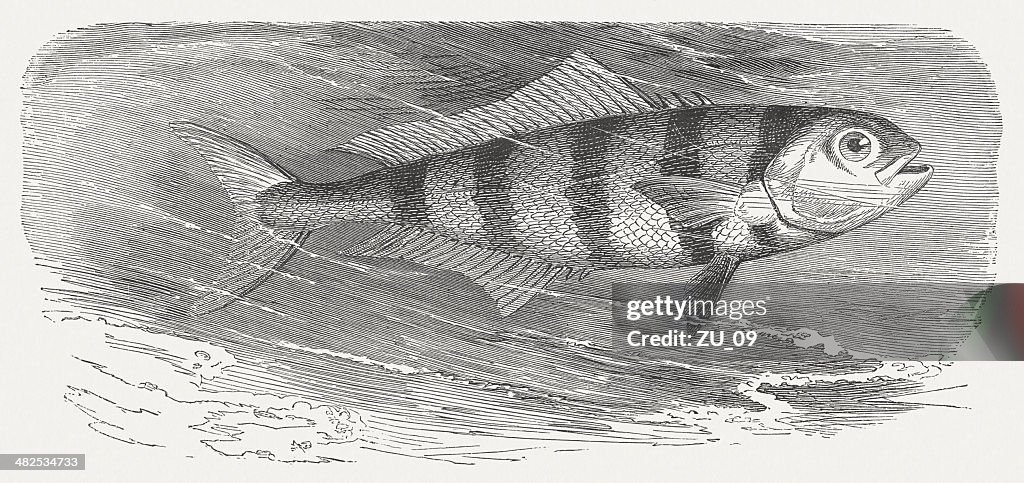 Pilot fish (Naucrates ductor), wood engraving, published in 1884
