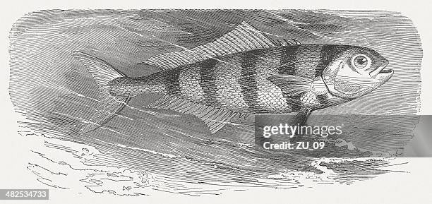 pilot fish (naucrates ductor), wood engraving, published in 1884 - bermuda chub stock illustrations