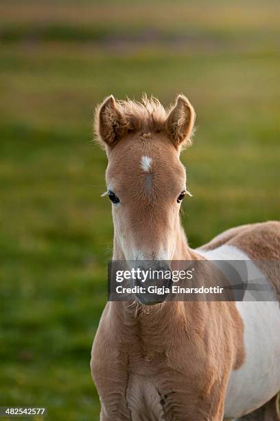 beautiful foal.. - fohlen stock-fotos und bilder