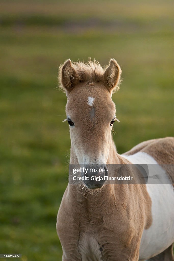 Beautiful foal..