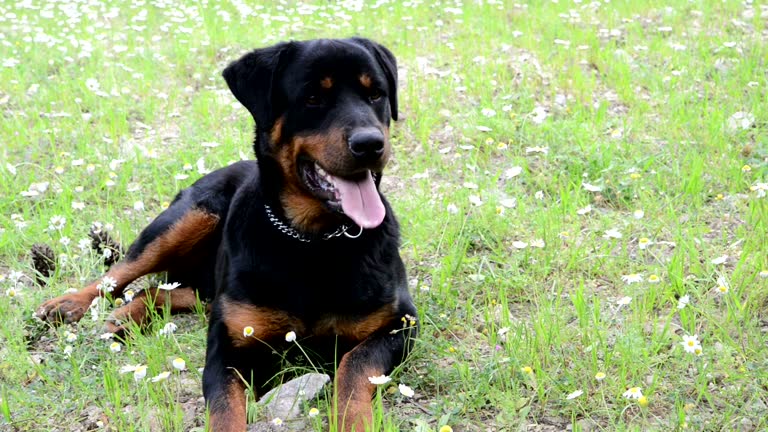 Authentic Rottweiler 325 Rottweiler Stock Videos, Footage, & 4K Video Clips - Getty Images