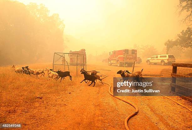 Goats run away from their pen after firefighters freed them as the Rocky Fire approaches on July 31, 2015 in Lower Lake, California. Over 900...