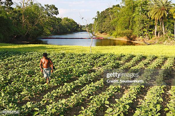 tribale agricoltore in tripura, spraying la sua produzione con pesticidi - stato di tripura foto e immagini stock