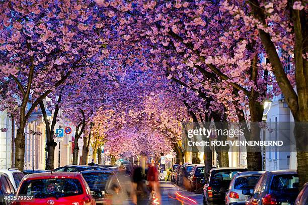 Flowering cherry trees stand in a street in Bonn, western Germany, on April 3, 2014. Meteorologists forecast sunny and warm weather for the upcoming...