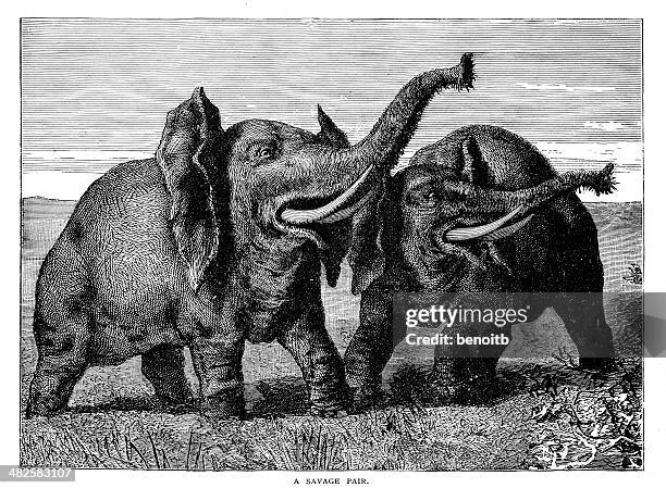 Savare Drawing Savage Drawing Photos and Premium High Res Pictures - Getty Images