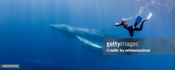 freediving - free diving stock pictures, royalty-free photos & images