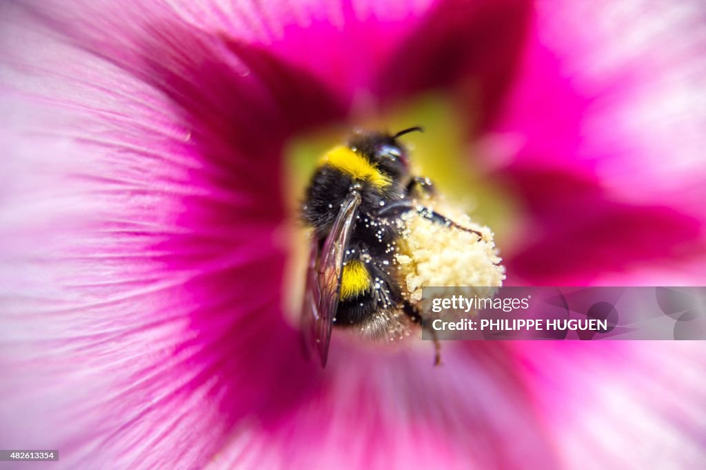 FRANCE-NATURE-ANIMAL-BUMBLEBEE