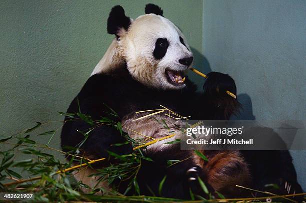 Tian Tian the female panda at Edinburgh zoo sits inside her enclosure on April 4, 2014 in Edinburgh,Scotland. Experts at the zoo have been monitoring...