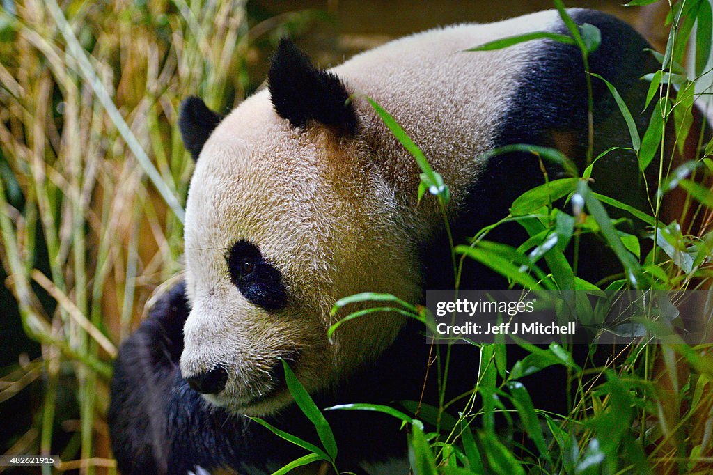 Giant Pandas Tian Tian And Yang Guang Ahead Of The 2014 Breeding Season