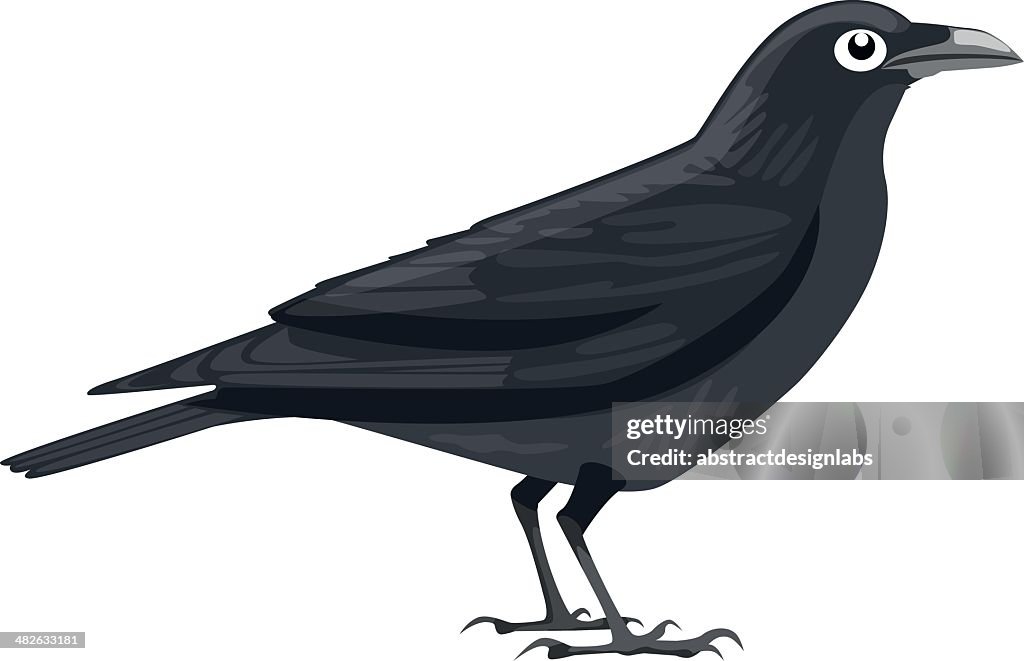 Crow