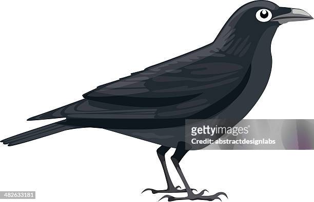 310 Crow Cartoon Images Photos and Premium High Res Pictures - Getty Images