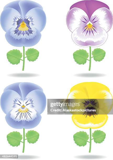gardenviiolas (4 miscellaneous). - pansy stock illustrations