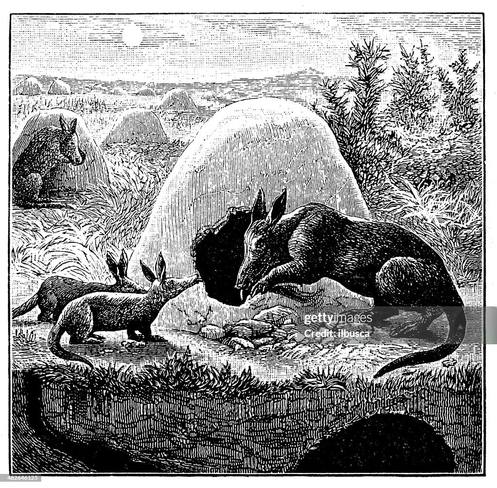 Antique illustration of aardvark (Orycteropus afer)