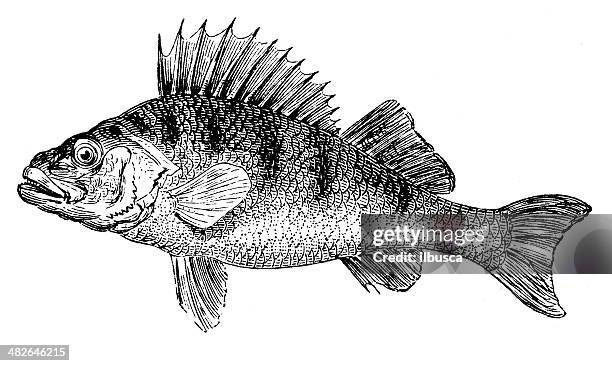 antique illustration of european perch (perca fluviatilis) - perch fish stock illustrations