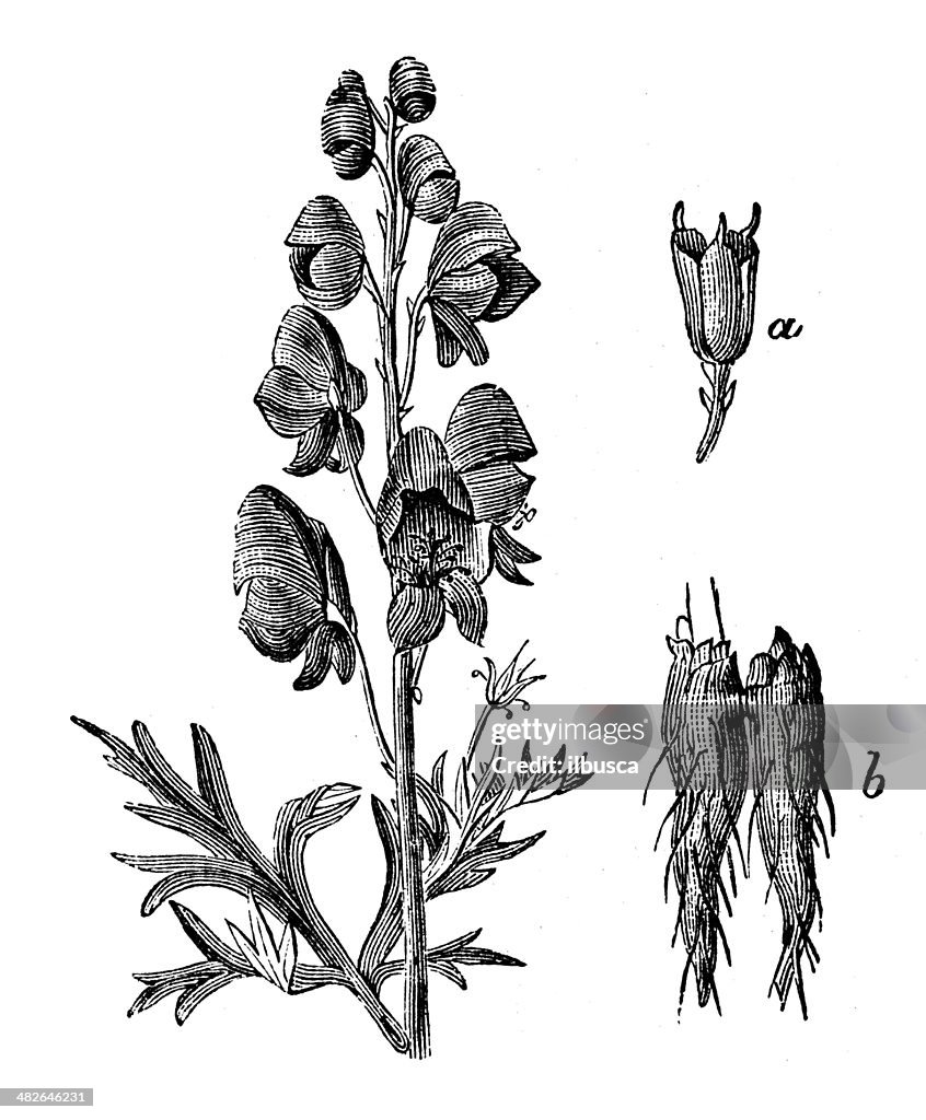 Antique illustration of Aconitum napellus (monkshood, aconite, wolfsbane, fuzi)