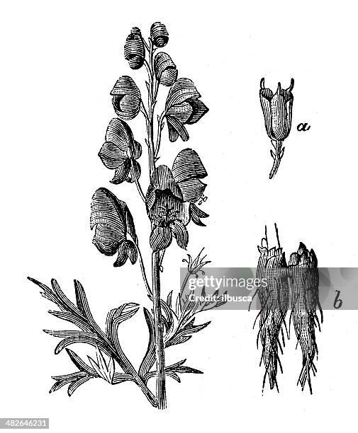antique illustration of aconitum napellus (monkshood, aconite, wolfsbane, fuzi) - aconitum napellus stock illustrations