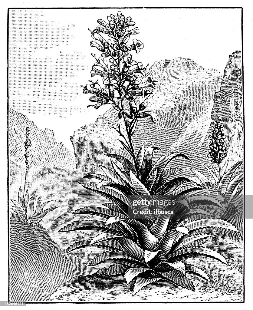 Antique illustration of Agave americana (maguey or American aloe)
