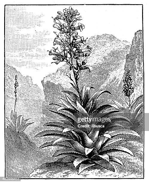 antique illustration of agave americana (maguey or american aloe) - americana aloe stock illustrations