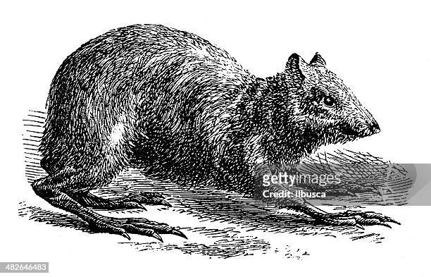 antique illustration of common agouti (dasyprocta agouti) - agouti animal stock illustrations