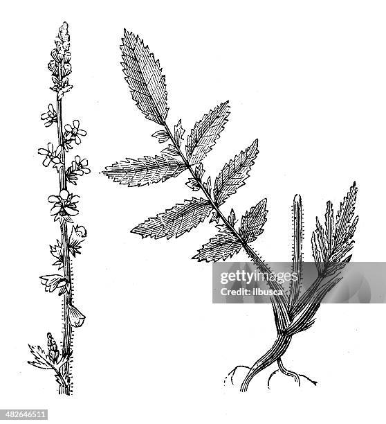 stockillustraties, clipart, cartoons en iconen met antique illustration of agrimony (agrimonia eupatoria) - agrimonia-eupatoria