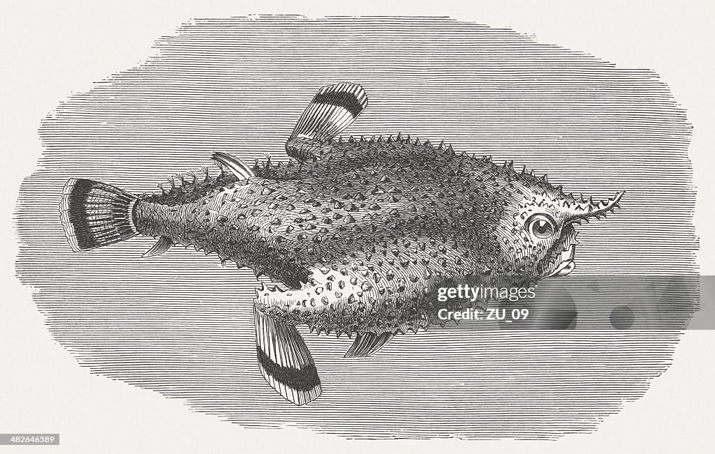 Batfish (Ogcocephalidae), wood engraving, published in 1884