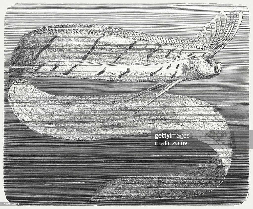 Oarfish