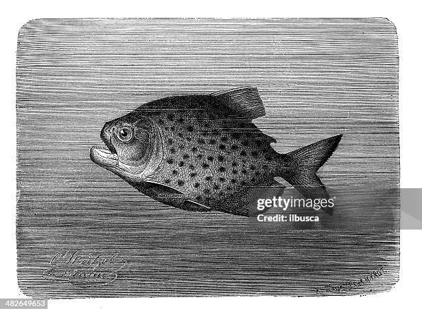 102点のピラニアイラスト素材 Getty Images 102点のピラニアイラスト素材 Getty Images