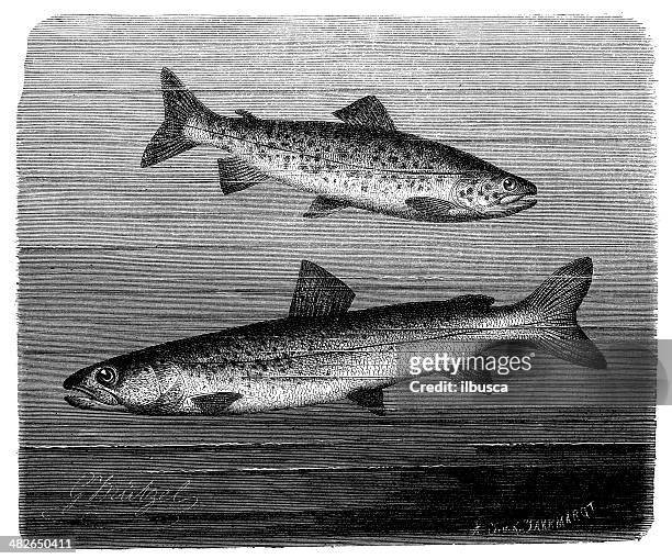 ilustraciones, imágenes clip art, dibujos animados e iconos de stock de anticuario ilustración de trucha común y huchen o el salmón del danubio - reo
