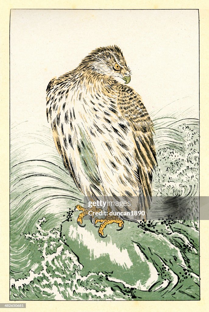 Japanese Sea Eagle - Osprey