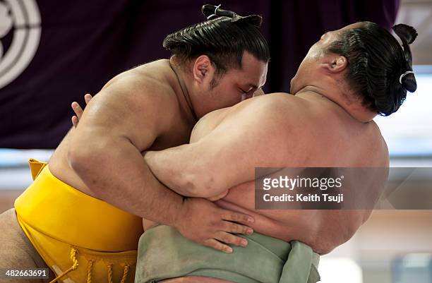 Two professional sumo wrestlers compete with each other during the Ceremonial Sumo Tournament or Honozumo at the Yasukuni Shrine on April 4, 2014 in...
