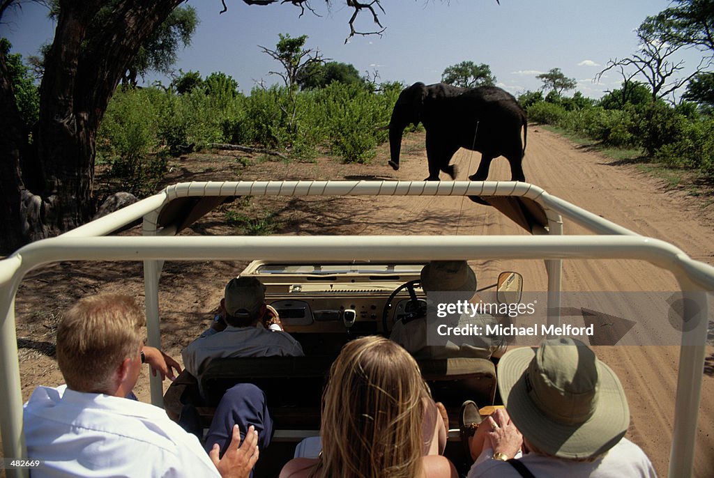 ELEPHANT CROSSING ROAD AS PEOPLE WATCH