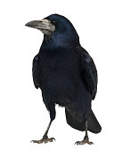 Rook, Corvus frugilegus