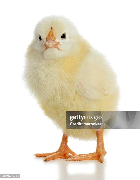 baby chick looking at camera - baby chicken stock pictures, royalty-free photos & images