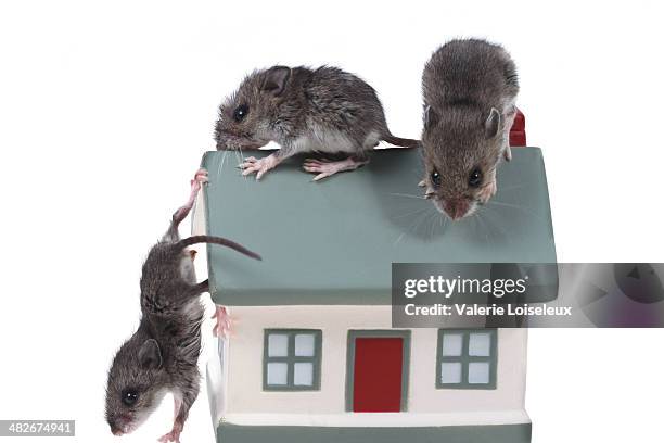 Mouse Friend In House 1,384 Mouse Animal In House Stock Photos, High-Res Pictures, and Images ...