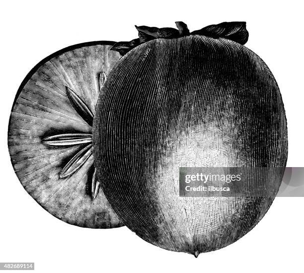 ilustrações, clipart, desenhos animados e ícones de antigo ilustração de japonês kaki persimmon - caqui fruta tropical