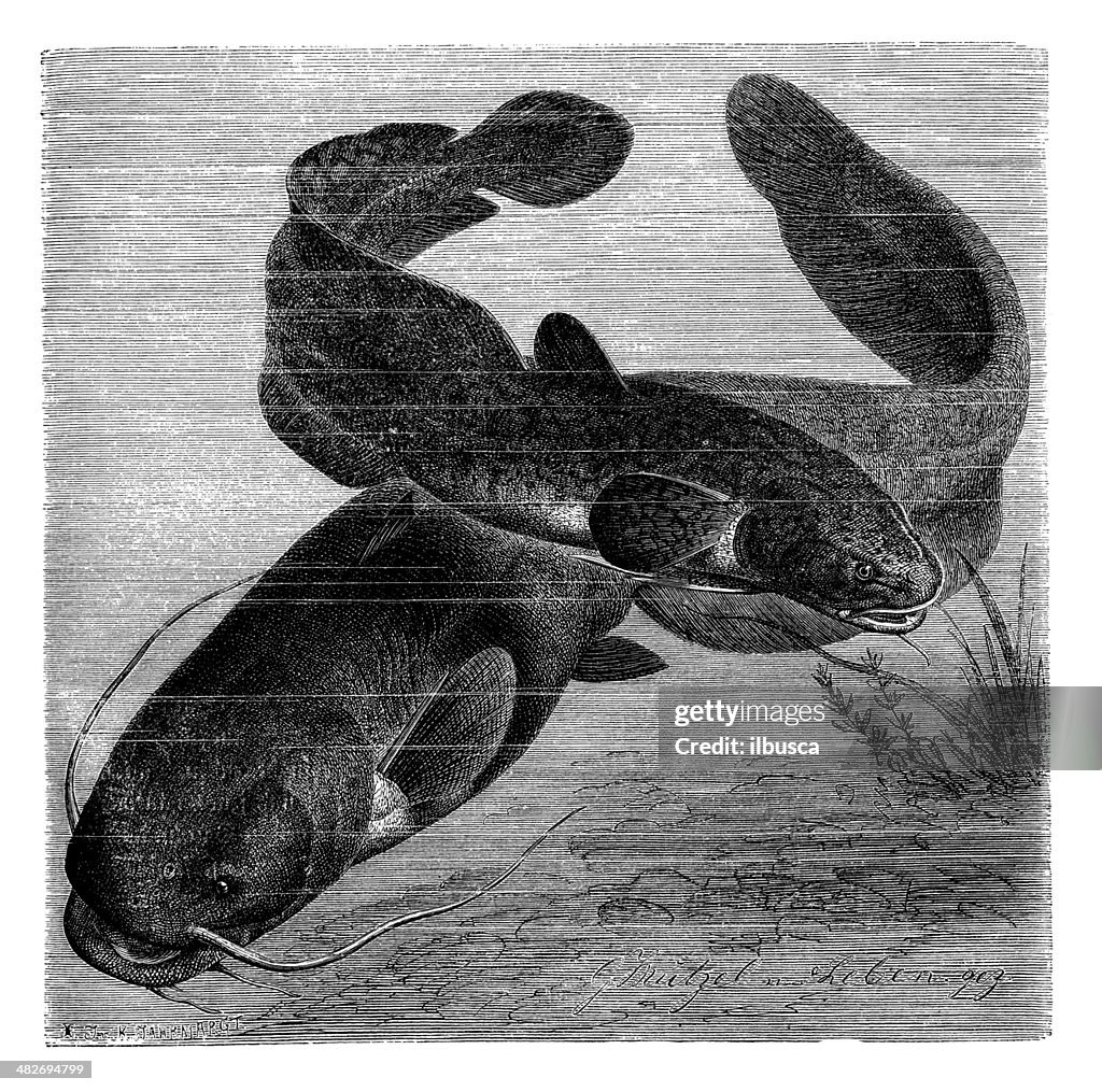 Antique illustration of burbot and wels catfish