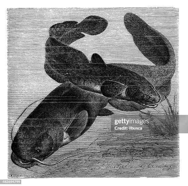 antique illustration of burbot and wels catfish - silurus glanis stock illustrations